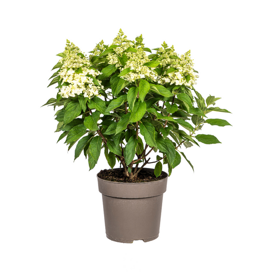 Hydrangea paniculata White Ø24cm - ↕70 - 80cm - Botanic-Vibes