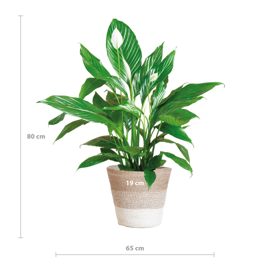 Spathiphyllum mit Korb Lissabon weiß - 80cm - Ø21 - Botanic-Vibes