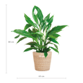 Spathiphyllum mit Korb Sofia natur - 80cm - Ø21 - Botanic-Vibes