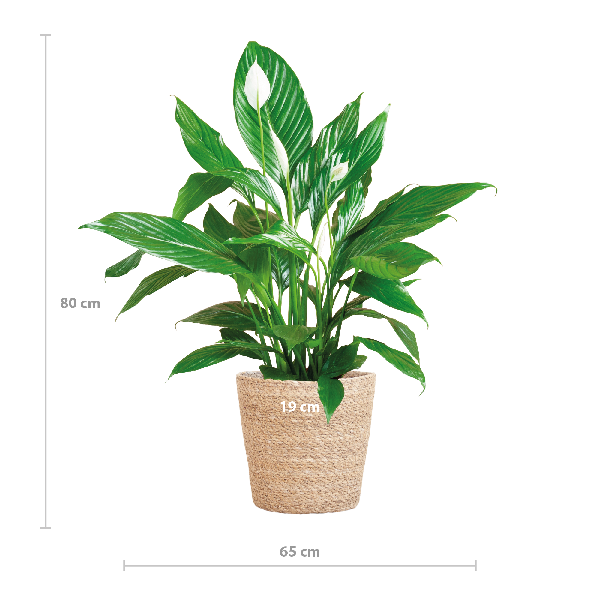 Spathiphyllum mit Korb Sofia natur - 80cm - Ø21 - Botanic-Vibes