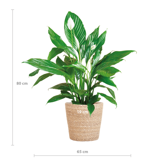 Spathiphyllum mit Korb Sofia natur - 80cm - Ø21 - Botanic-Vibes