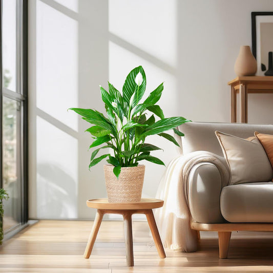 Spathiphyllum mit Korb Sofia natur - 80cm - Ø21 - Botanic-Vibes