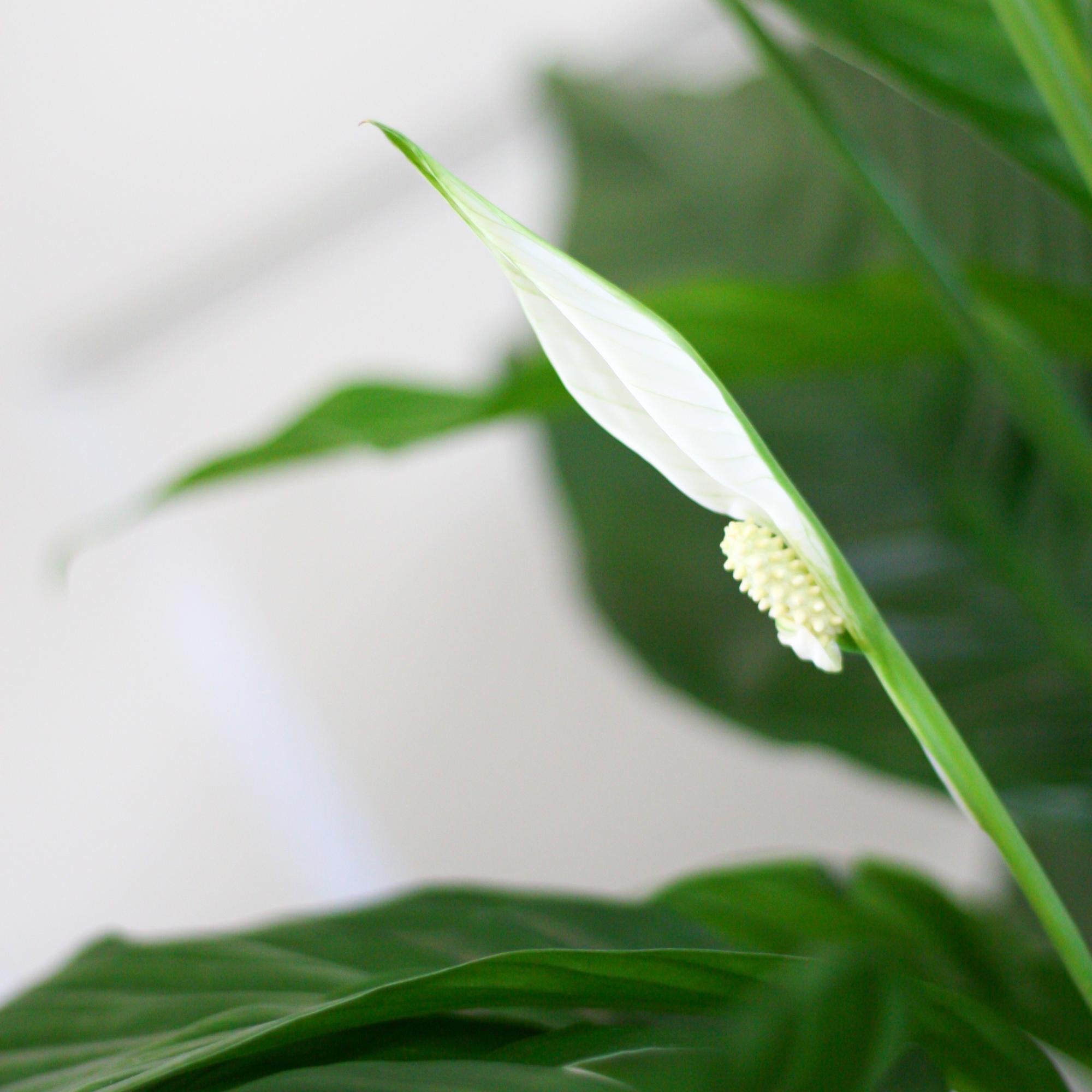 Spathiphyllum mit Korb Sofia natur - 80cm - Ø21 - Botanic-Vibes