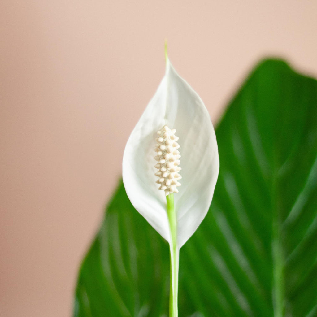 Spathiphyllum mit Korb Sofia natur - 80cm - Ø21 - Botanic-Vibes