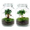 Jar Terrarium Kit - Bottle Garden - ↑ 28 Cm