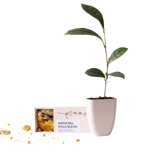 Teepause -  Gold Blend Tee und Teebaumschnitt - Botanic-Vibes