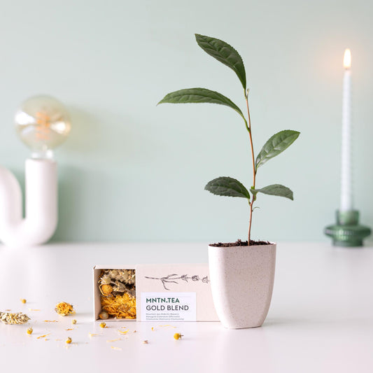Teepause -  Gold Blend Tee und Teebaumschnitt - Botanic-Vibes