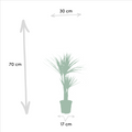 2× Dracaena – 90 cm – Ø17 - Botanic-Vibes