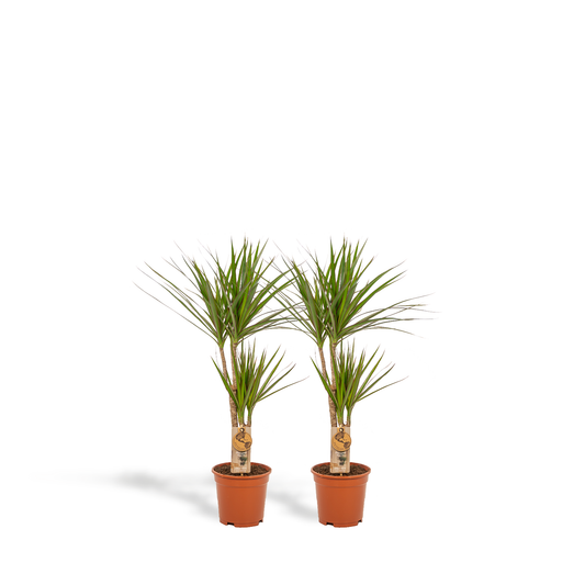 2× Dracaena – 90 cm – Ø17 - Botanic-Vibes