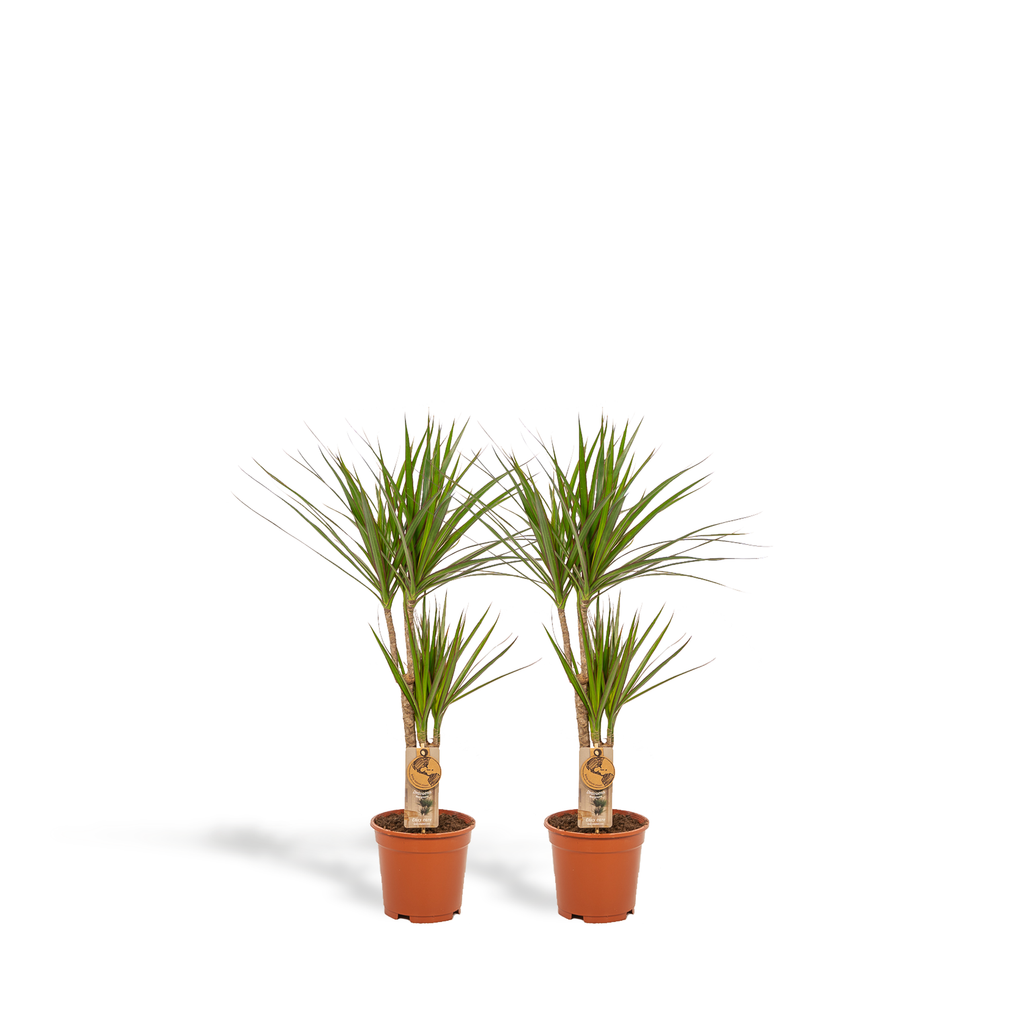 2× Dracaena – 90 cm – Ø17 - Botanic-Vibes