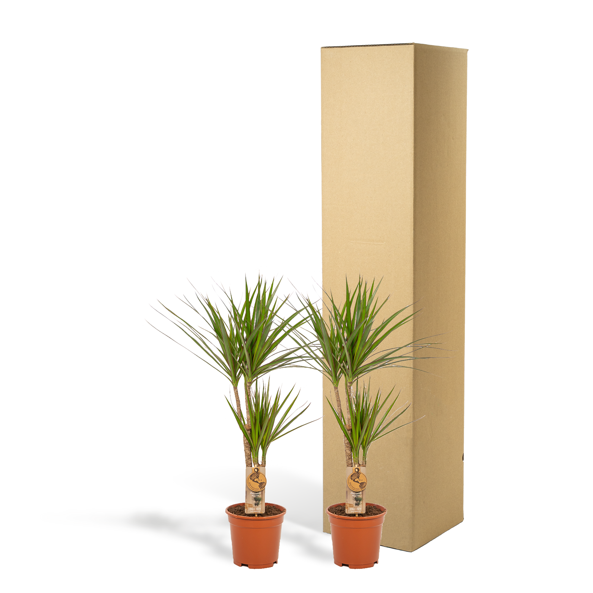 2× Dracaena – 90 cm – Ø17 - Botanic-Vibes