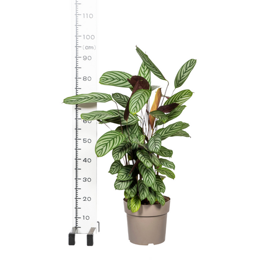Calathea Oppenheimiana Ø24cm - ↕80 - 100cm - Botanic-Vibes