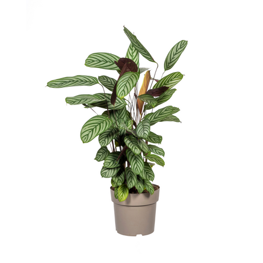 Calathea Oppenheimiana Ø24cm - ↕80 - 100cm - Botanic-Vibes