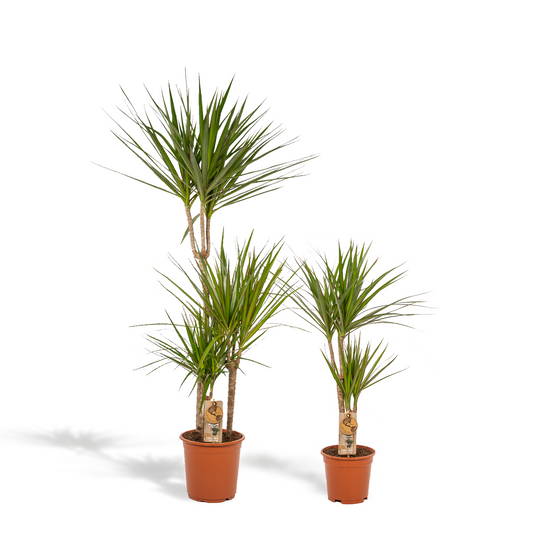 Dracaena – 120 cm – Ø21 + Dracaena – 70 cm – Ø17 - Botanic-Vibes