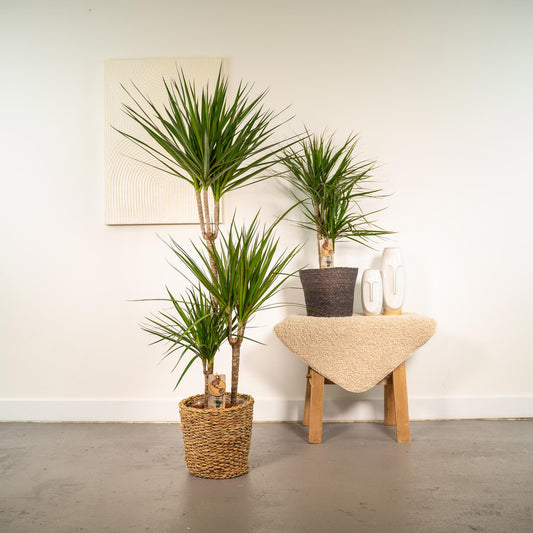Dracaena – 120 cm – Ø21 + Dracaena – 70 cm – Ø17 - Botanic-Vibes