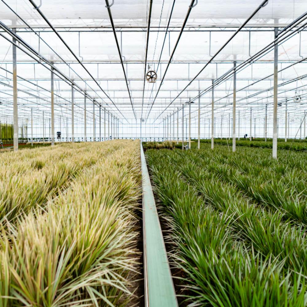 Dracaena – 120 cm – Ø21 + Dracaena – 70 cm – Ø17 - Botanic-Vibes