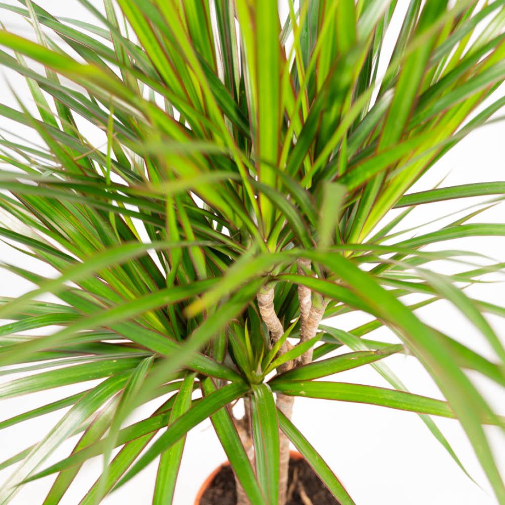Dracaena – 120 cm – Ø21 + Dracaena – 70 cm – Ø17 - Botanic-Vibes