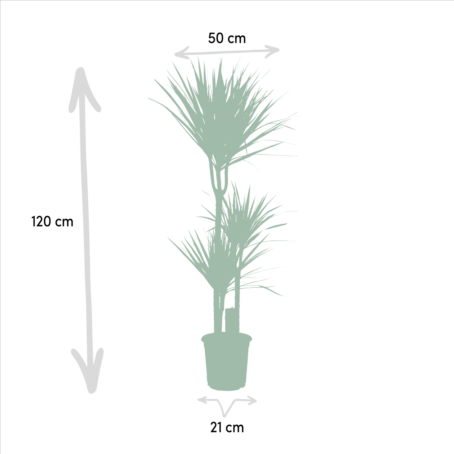 Dracaena – 120 cm – Ø21 + Yucca – 100 cm – Ø21 - Botanic-Vibes