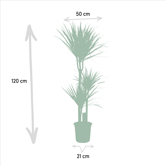 Dracaena – 120 cm – Ø21 + Yucca – 100 cm – Ø21 - Botanic-Vibes