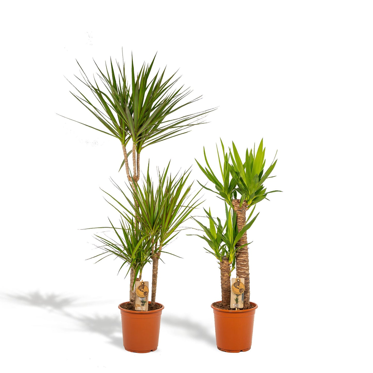 Dracaena – 120 cm – Ø21 + Yucca – 100 cm – Ø21 - Botanic-Vibes