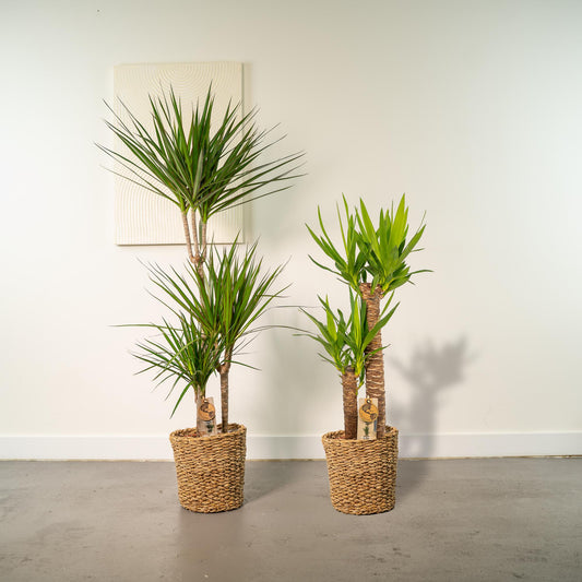 Dracaena – 120 cm – Ø21 + Yucca – 100 cm – Ø21 - Botanic-Vibes
