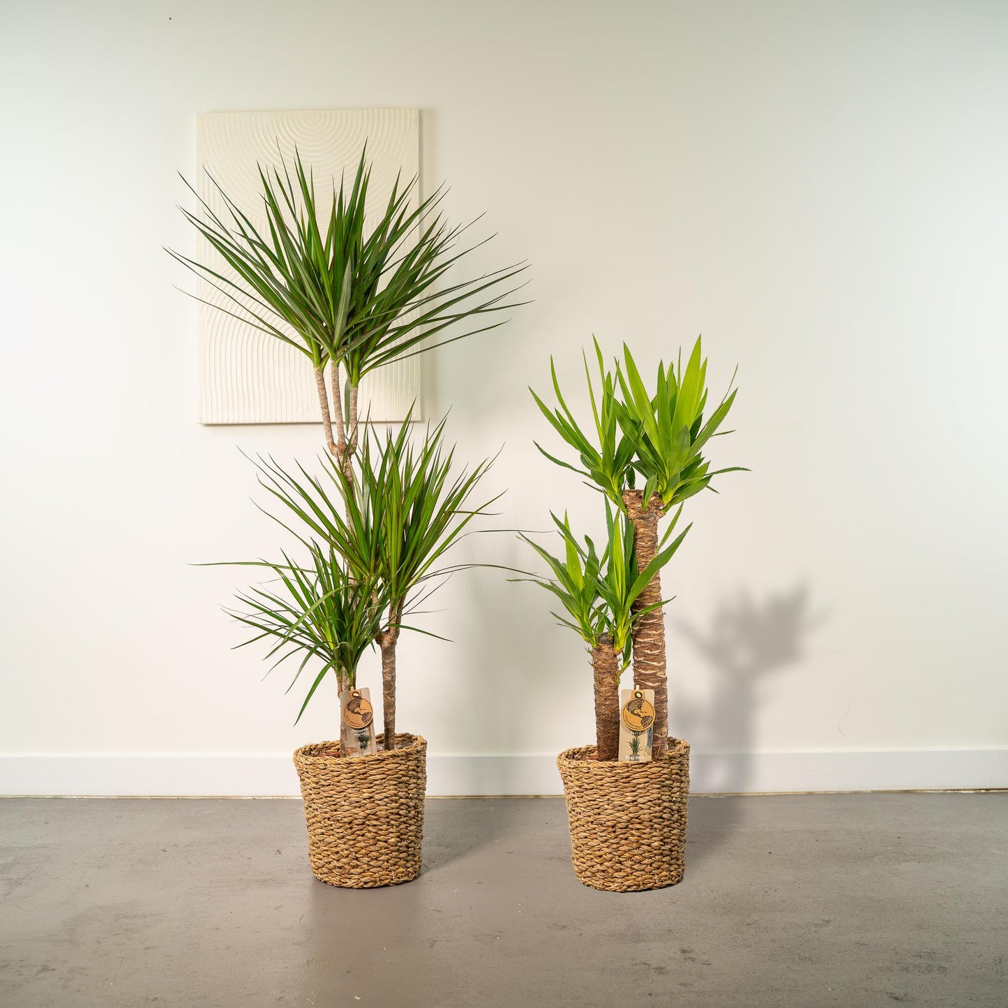 Dracaena – 120 cm – Ø21 + Yucca – 100 cm – Ø21 - Botanic-Vibes
