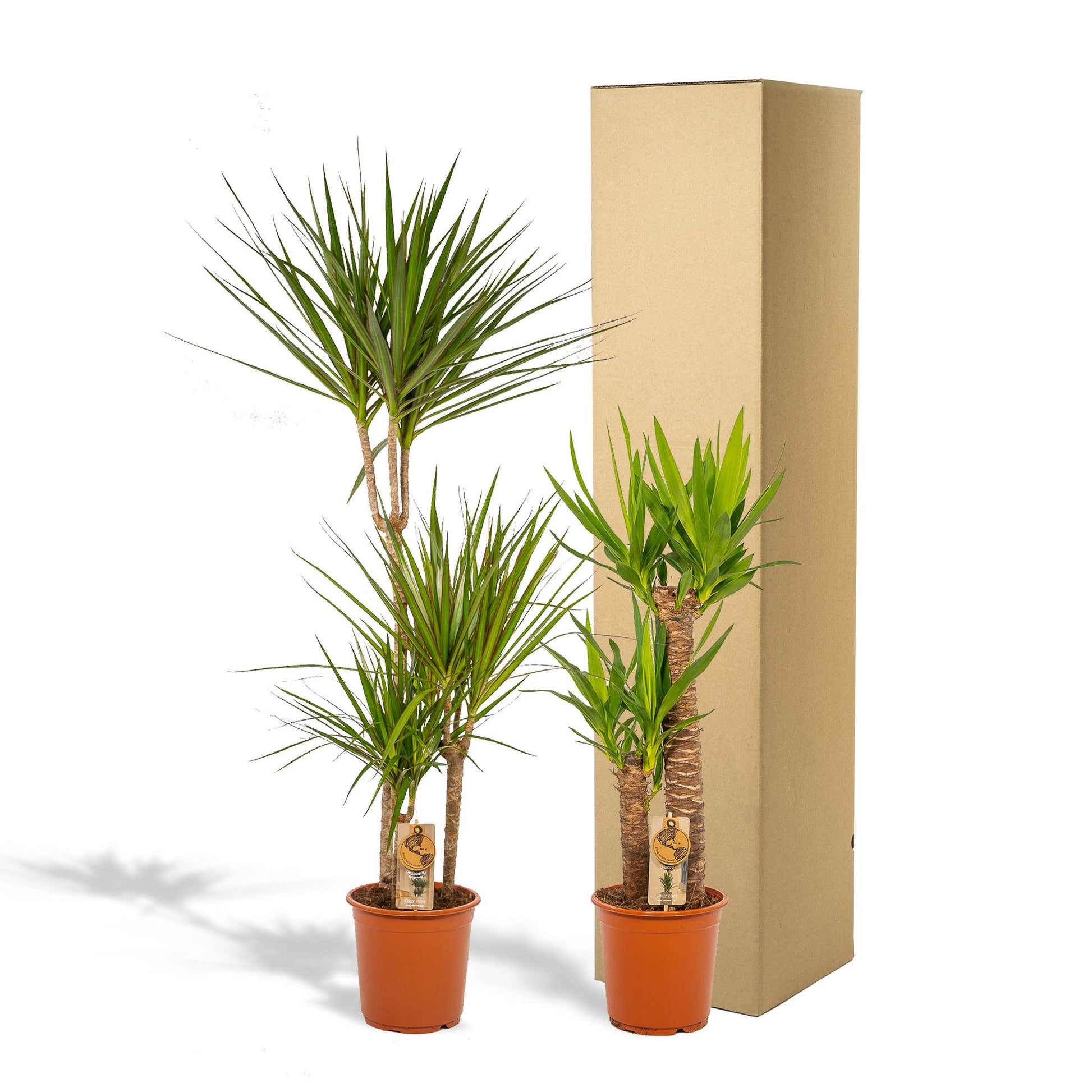 Dracaena – 120 cm – Ø21 + Yucca – 100 cm – Ø21 - Botanic-Vibes
