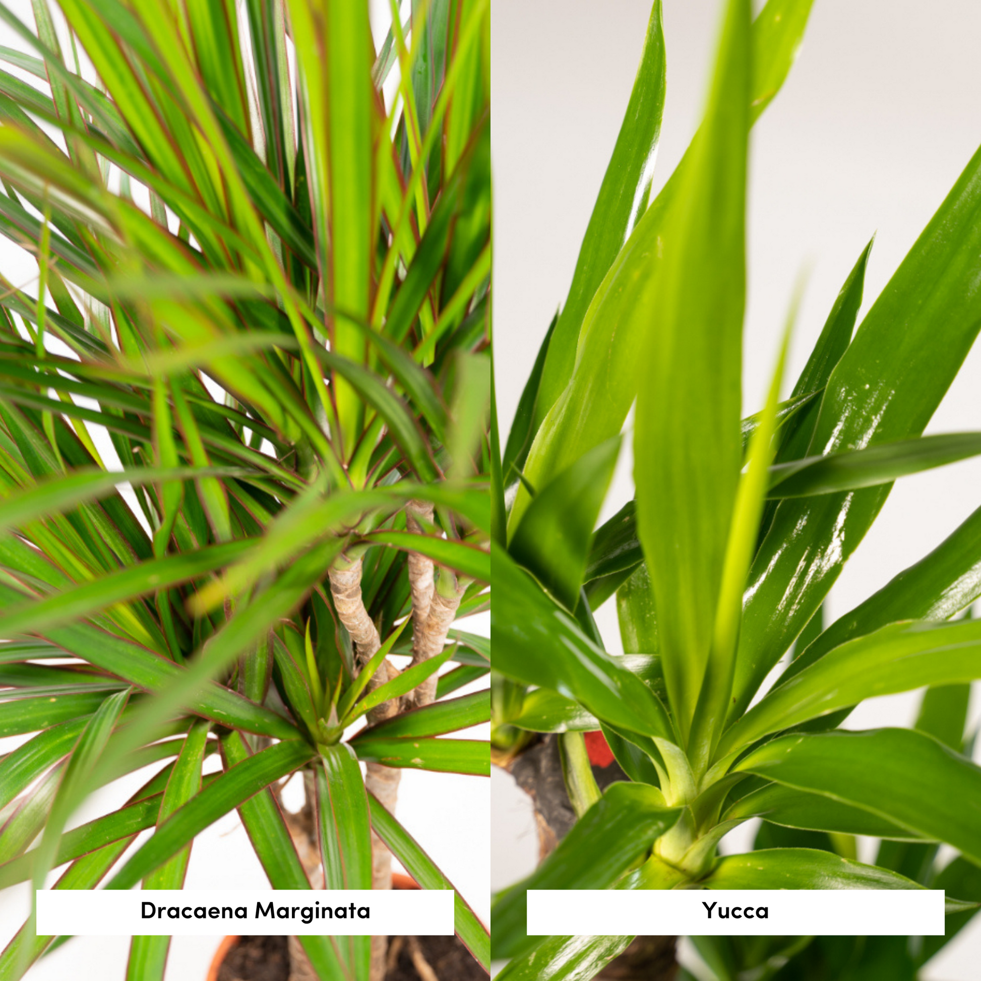 Dracaena – 120 cm – Ø21 + Yucca – 100 cm – Ø21 - Botanic-Vibes