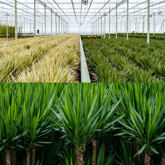 Dracaena 70 cm – Ø17 + Yucca 90 cm – Ø17 - Botanic-Vibes