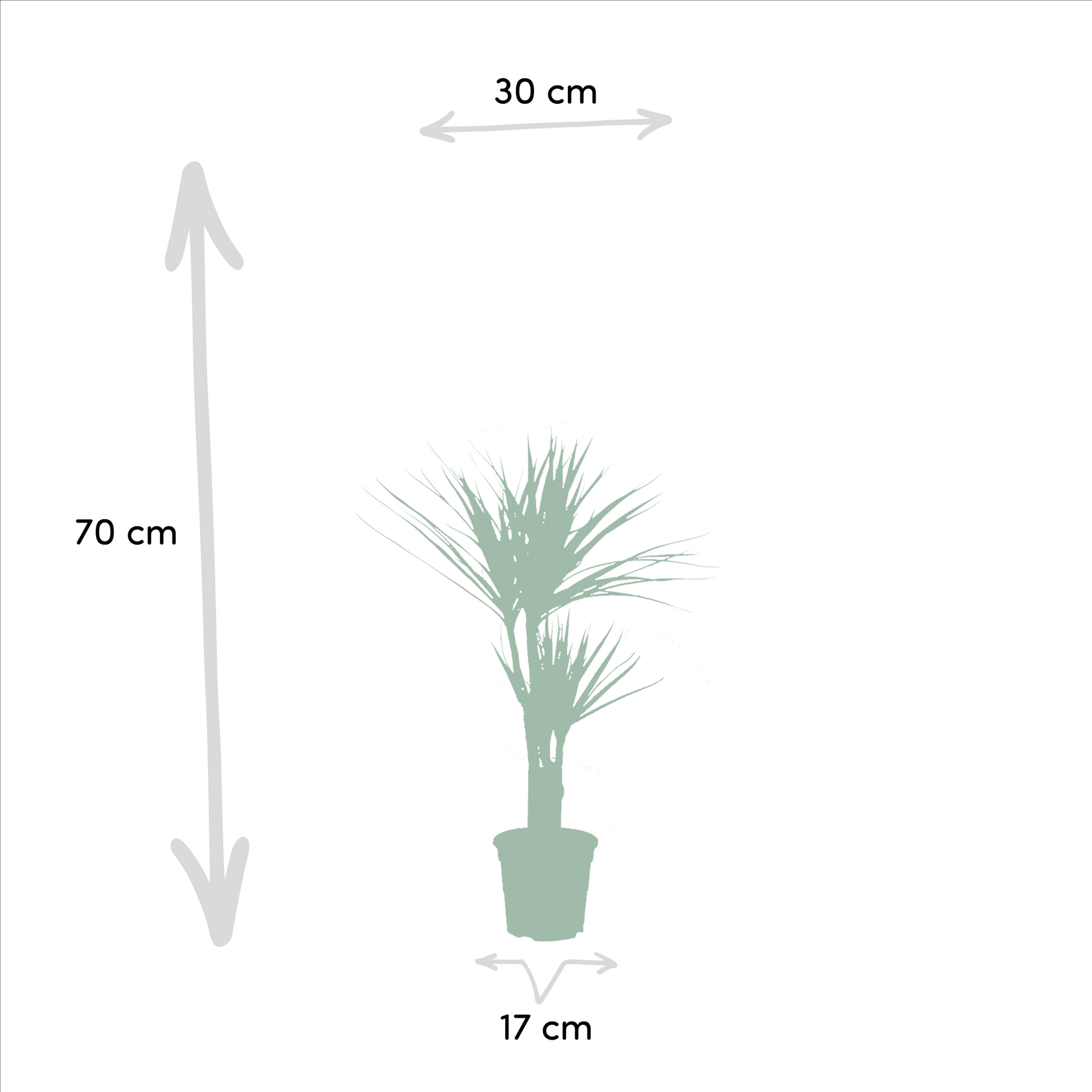 Dracaena 70 cm – Ø17 + Yucca 90 cm – Ø17 - Botanic-Vibes