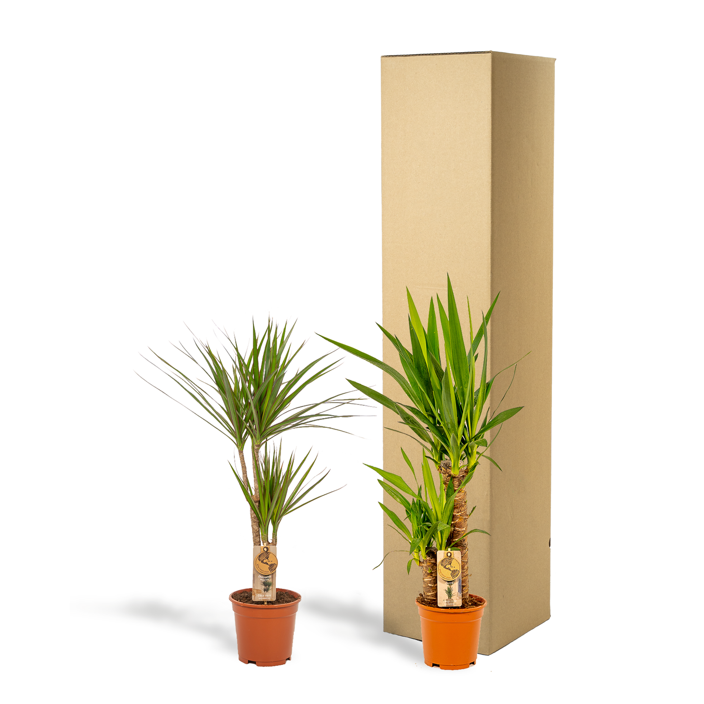 Dracaena 70 cm – Ø17 + Yucca 90 cm – Ø17 - Botanic-Vibes