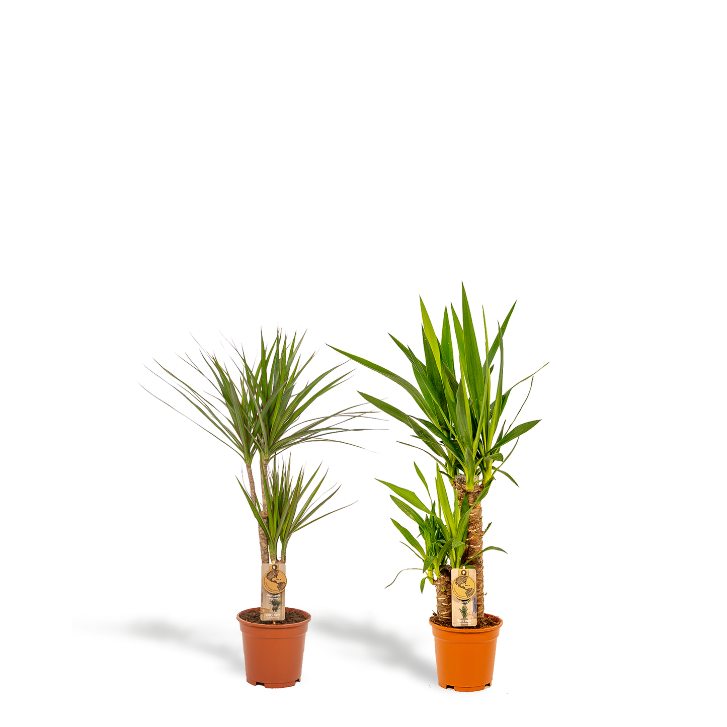 Dracaena 70 cm – Ø17 + Yucca 90 cm – Ø17 - Botanic-Vibes