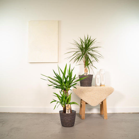 Dracaena 70 cm – Ø17 + Yucca 90 cm – Ø17 - Botanic-Vibes