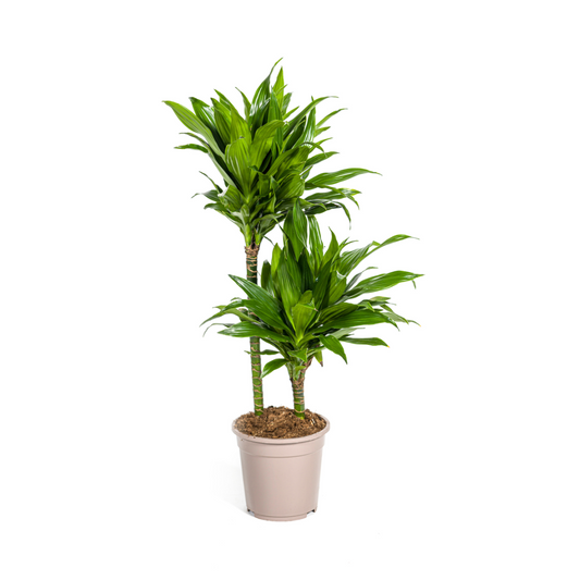 Dracaena Deremensis Green Jewel  Ø19cm - ↕70 - 90cm - Botanic-Vibes