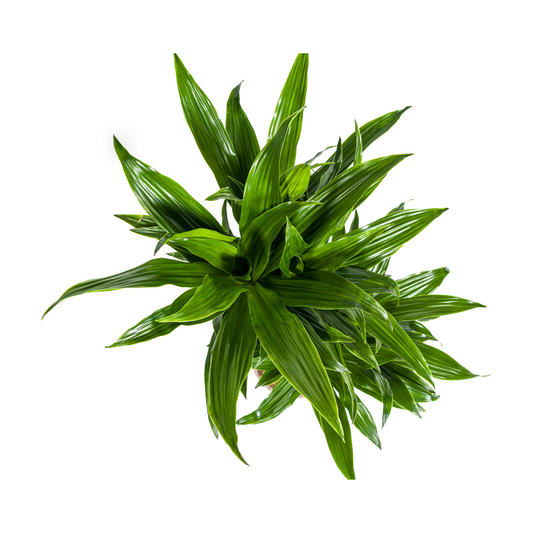 Dracaena Deremensis Green Jewel  Ø19cm - ↕70 - 90cm - Botanic-Vibes