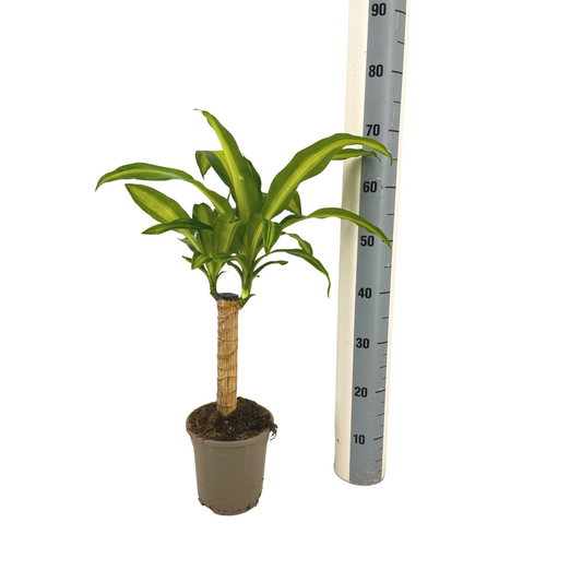 Dracaena Fragrans Massangeana Ø17cm - ↕60 - 80cm - Botanic-Vibes
