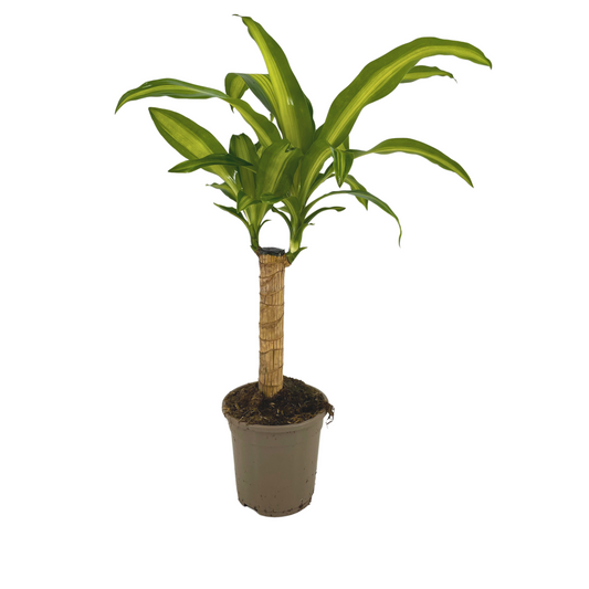 Dracaena Fragrans Massangeana Ø17cm - ↕60 - 80cm - Botanic-Vibes