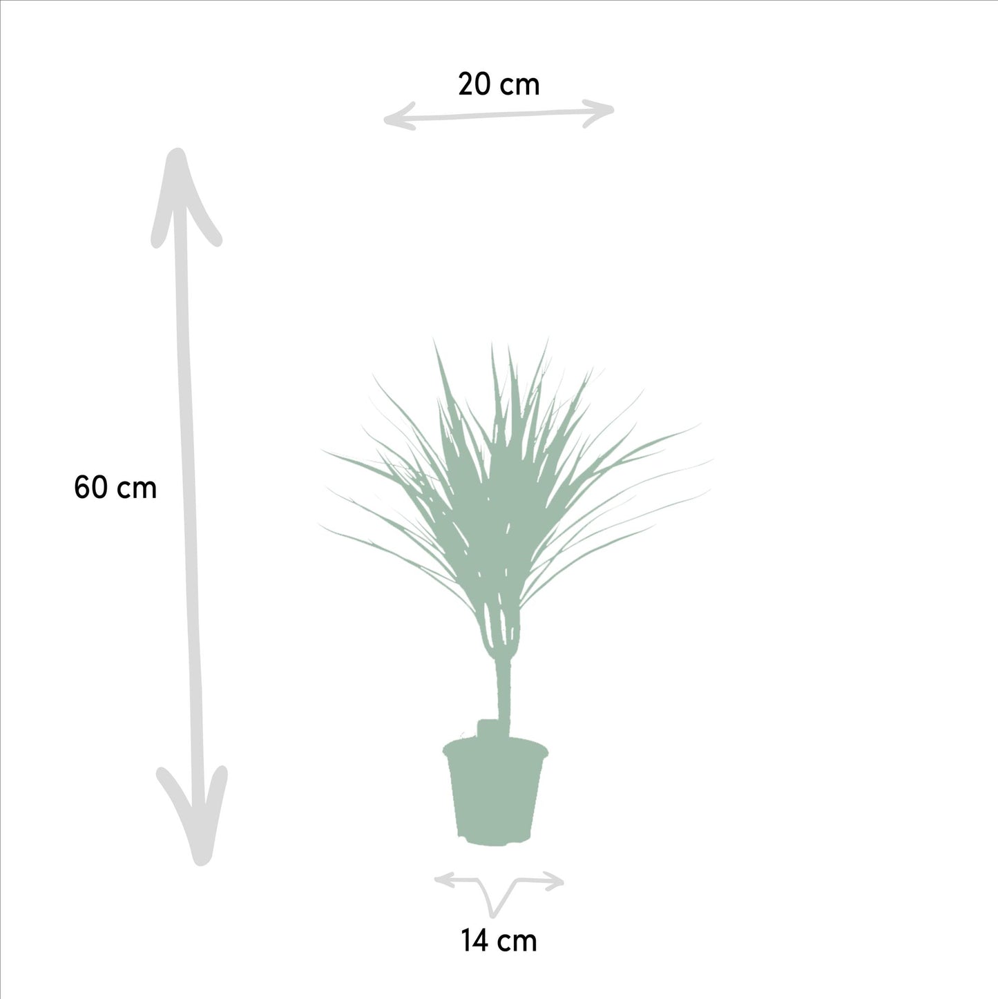 Dracaena Marginata – Ø14 – 60 cm - Botanic-Vibes