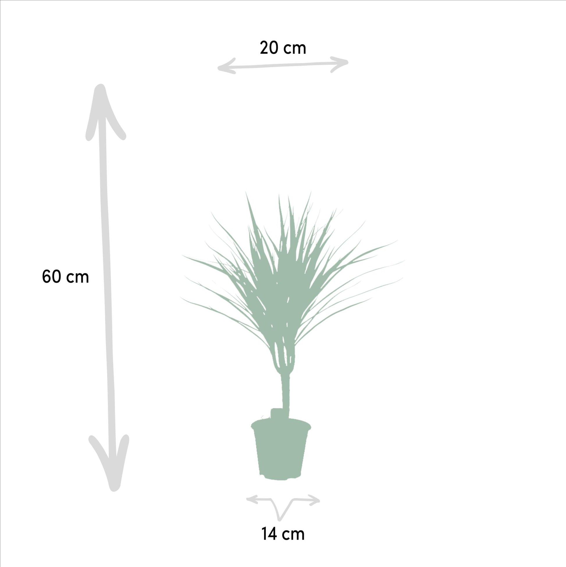 Dracaena Marginata – Ø14 – 60 cm - Botanic-Vibes
