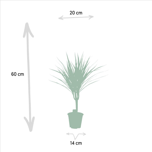 Dracaena Marginata – Ø14 – 60 cm - Botanic-Vibes