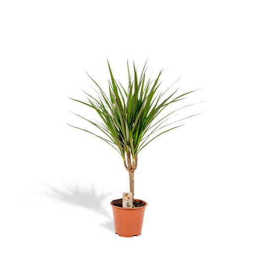 Dracaena Marginata – Ø14 – 60 cm - Botanic-Vibes