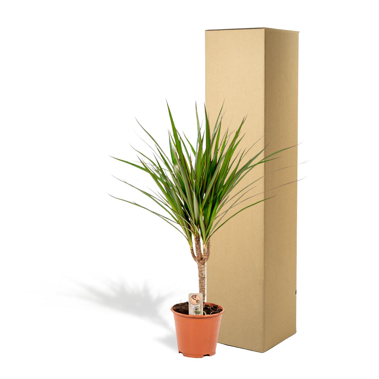 Dracaena Marginata – Ø14 – 60 cm - Botanic-Vibes
