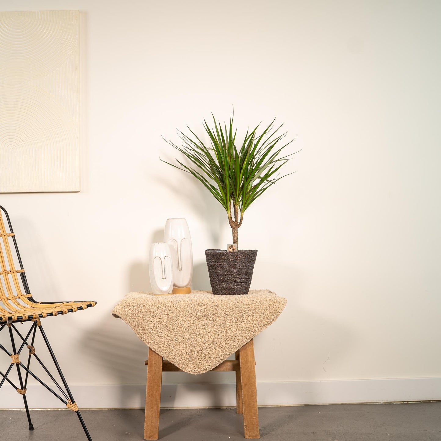 Dracaena Marginata – Ø14 – 60 cm - Botanic-Vibes
