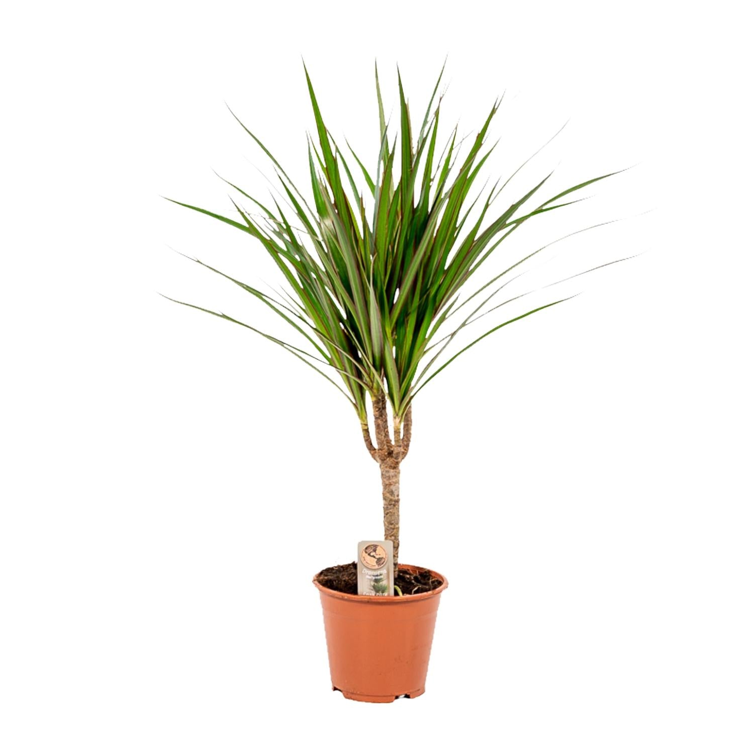 Dracaena Marginata – Ø14 – 60 cm - Botanic-Vibes