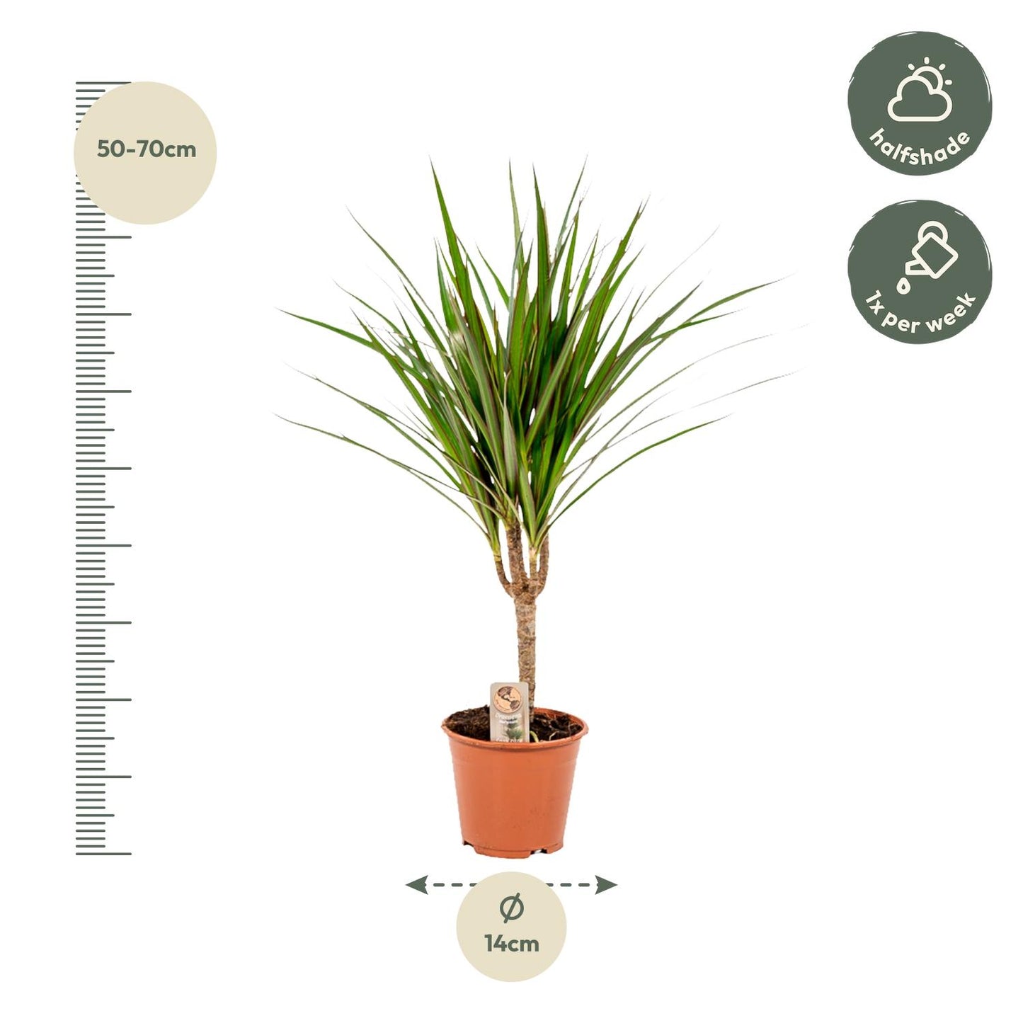 Dracaena Marginata – Ø14 – 60 cm - Botanic-Vibes
