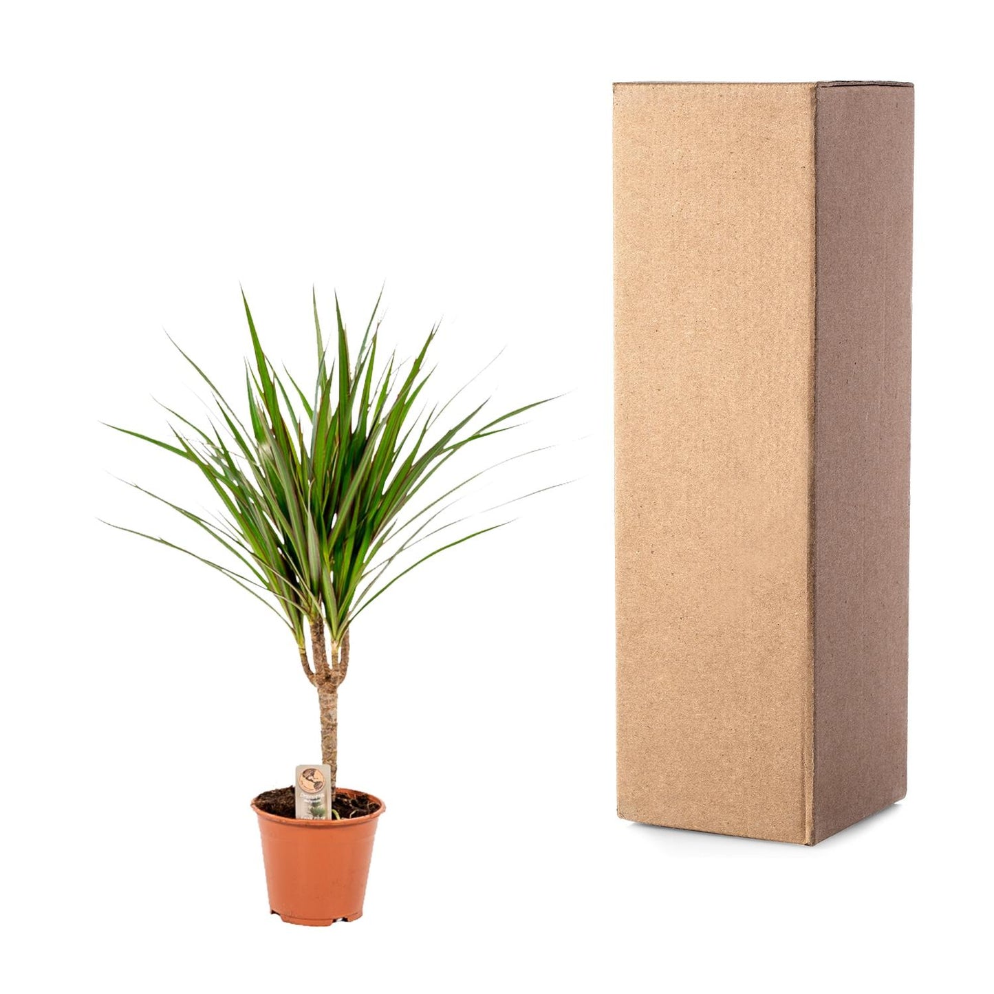 Dracaena Marginata – Ø14 – 60 cm - Botanic-Vibes
