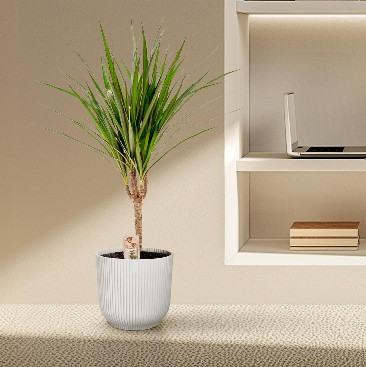 Dracaena Marginata – Ø14 – 60 cm - Botanic-Vibes