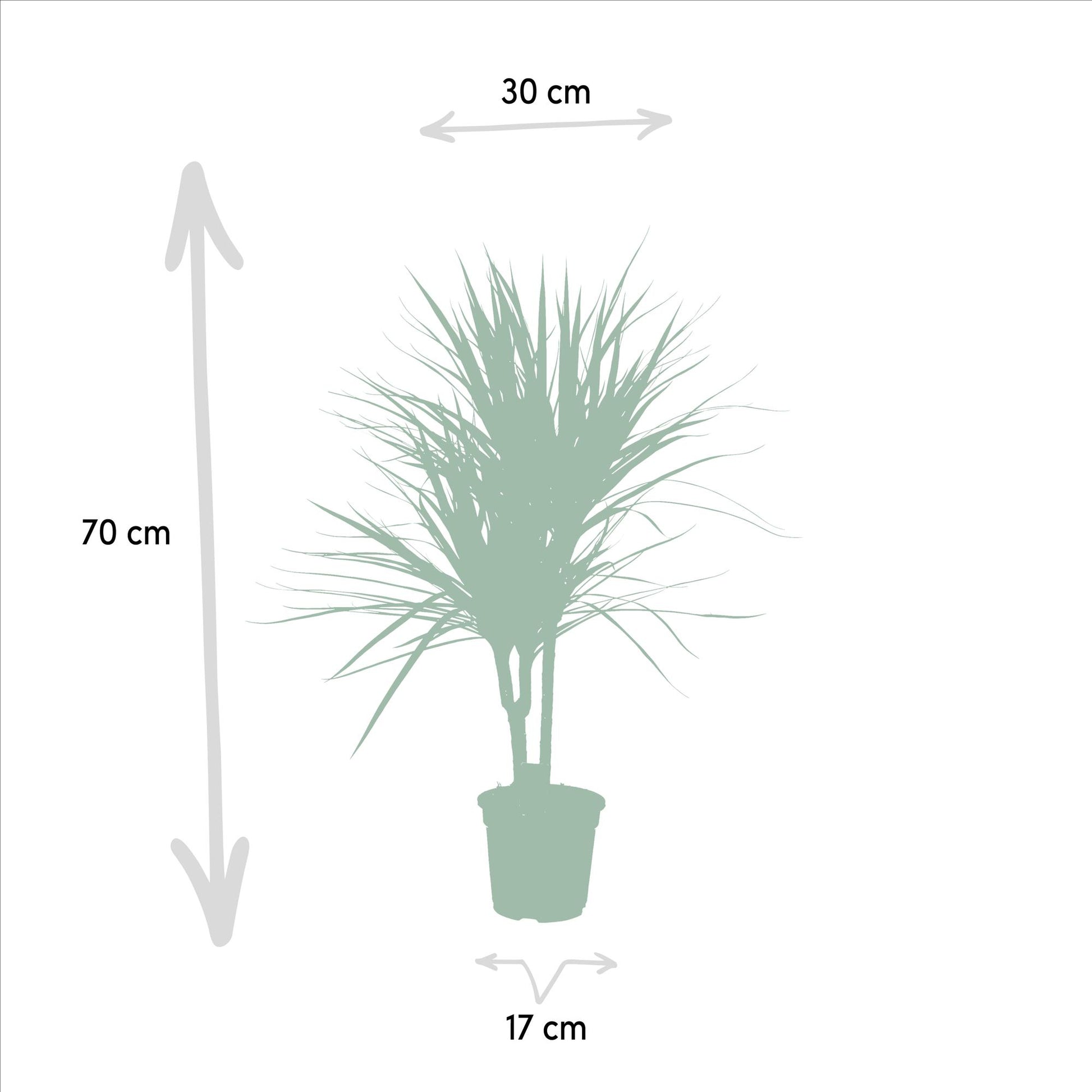 Dracaena Marginata – Ø17 – 90 cm - Botanic-Vibes