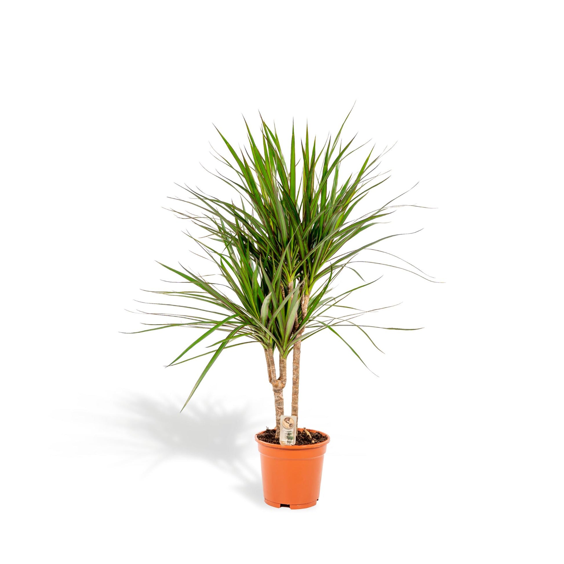 Dracaena Marginata – Ø17 – 90 cm - Botanic-Vibes
