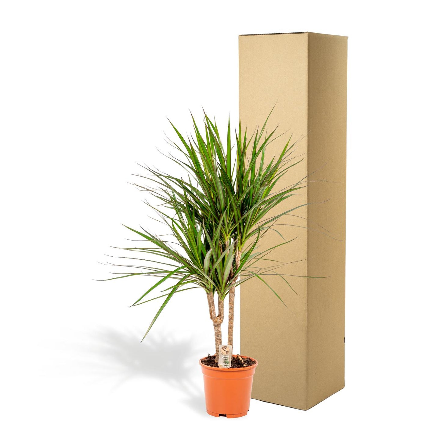 Dracaena Marginata – Ø17 – 90 cm - Botanic-Vibes